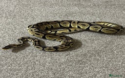 Python Snake reptiles for sale: Male royal python (pastel) - Image 2