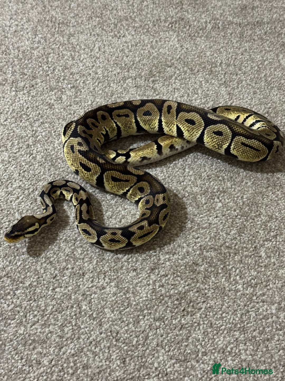 Python Snake reptiles for sale: Male royal python (pastel) - Image 2