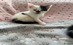 Mixed Breed cats for sale: Mixed breed kittens  - Image 15