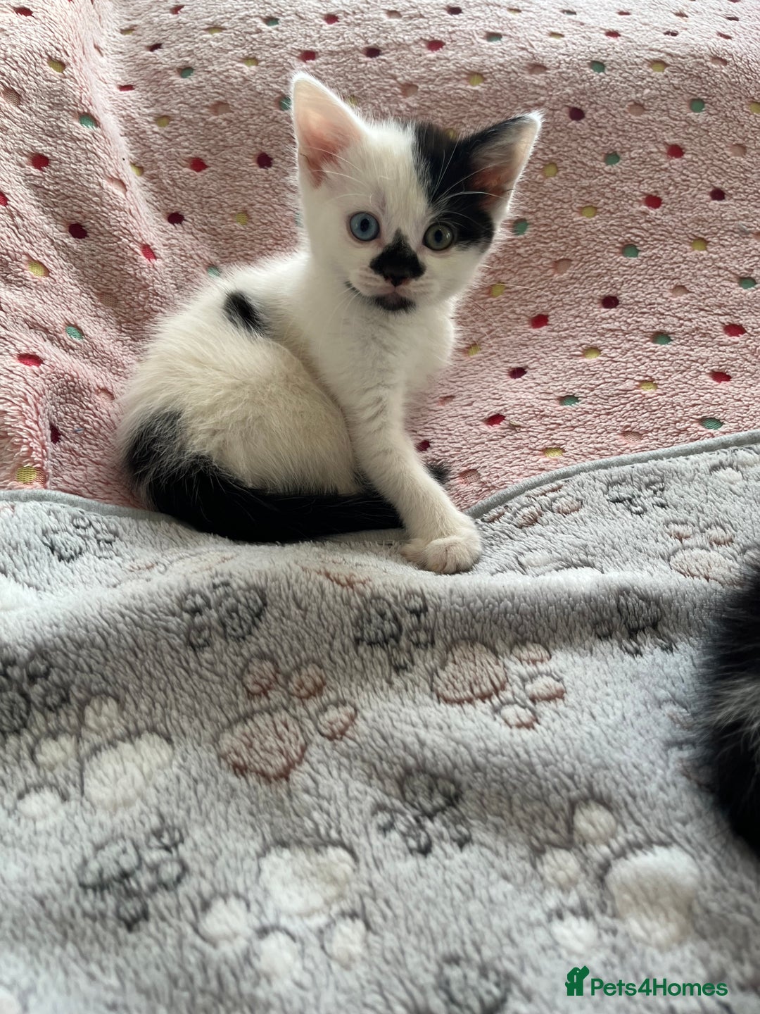Mixed Breed cats for sale: Mixed breed kittens  - Image 15