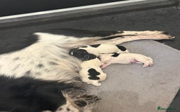English Springer Spaniel dogs for sale: English Springer spaniel  - Image 1