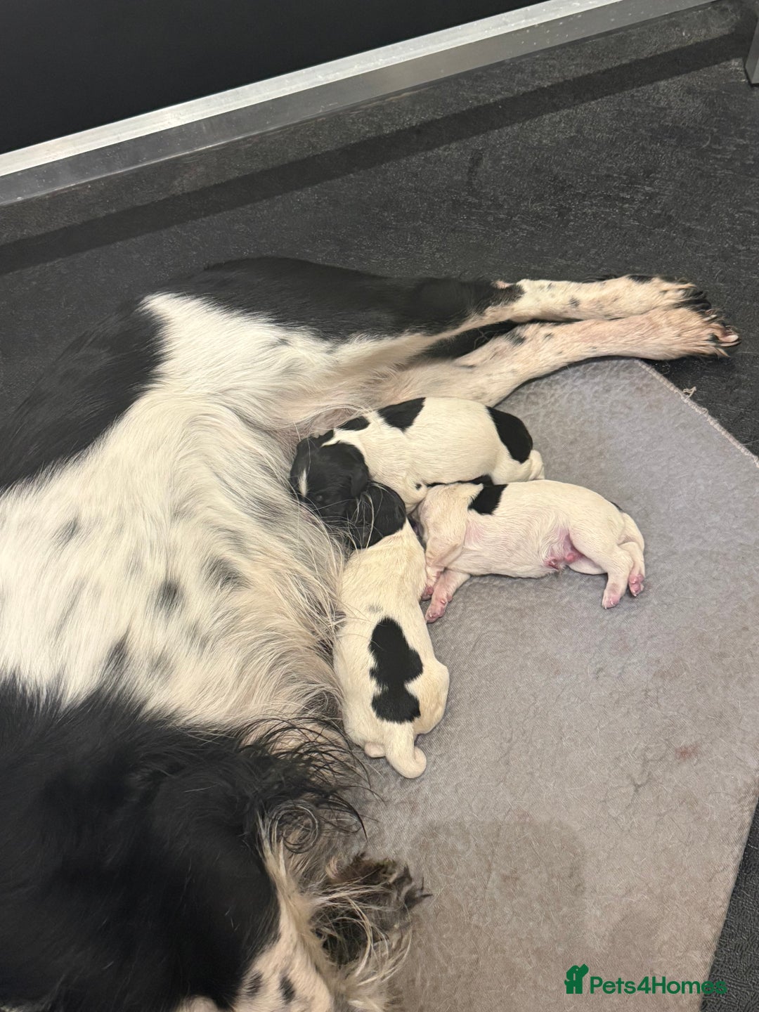 English Springer Spaniel dogs for sale: English Springer spaniel  - Image 1