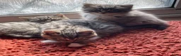 Mixed Breed cats for sale: Ragdoll/tabby mix in Shipley - Advert 6