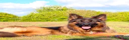 German Shepherd dogs for stud: Long Haired German shepherd  - Advert 4
