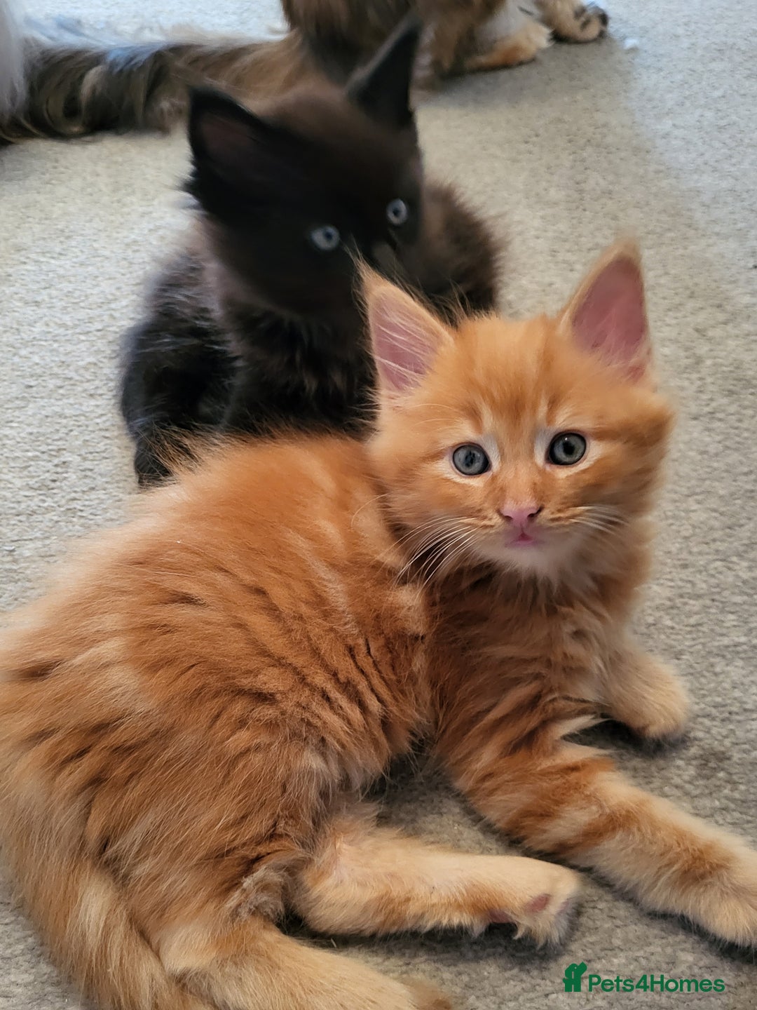 Maine Coon cats for sale: Two maine coon kittens for sale - Image 2