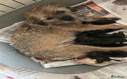 Border Terrier dogs for sale: Border Terrier Dogs  - Image 4