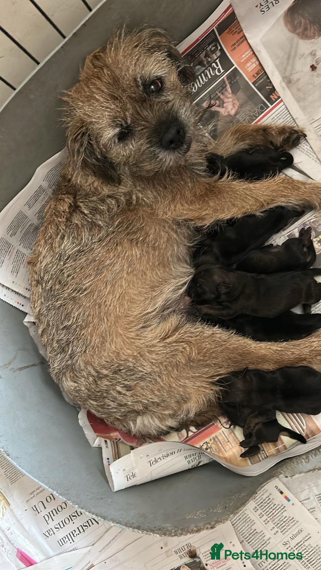 Border Terrier dogs for sale: Border Terrier Dogs  - Image 4