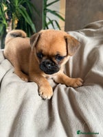 Pug dogs Adorable Pom x Pug Puppies. Ready from Today! - Advert 7