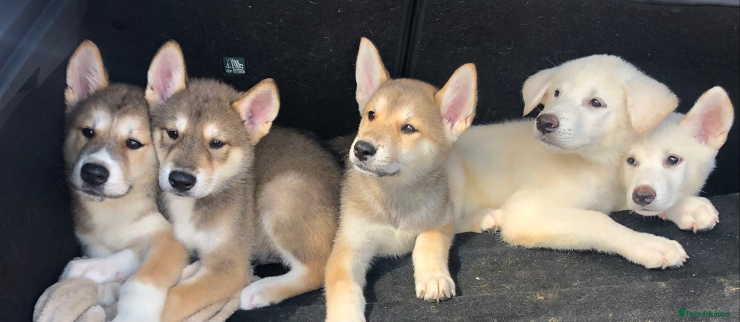 Mixed Breed dogs for sale: READY NOW! Beautiful Japanese Akita Puppies - Image 7