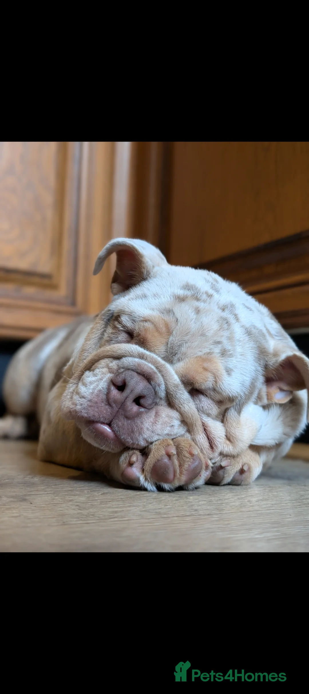 English Bulldog dogs for sale: Lilac Merle English Bulldog  - Advert 2