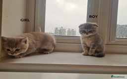 Scottish Fold cats for sale: 🐾 Adorable Scottish Kittens Seeking Loving Homes  - Image 5