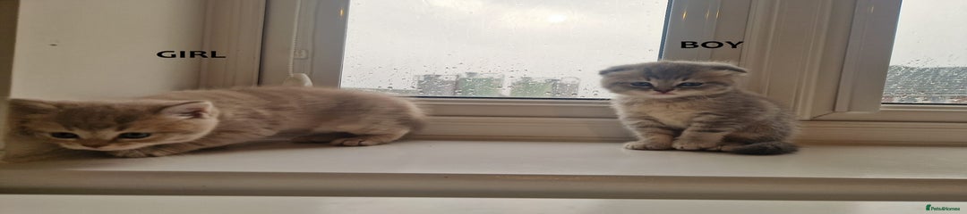 Scottish Fold Kitten 2
