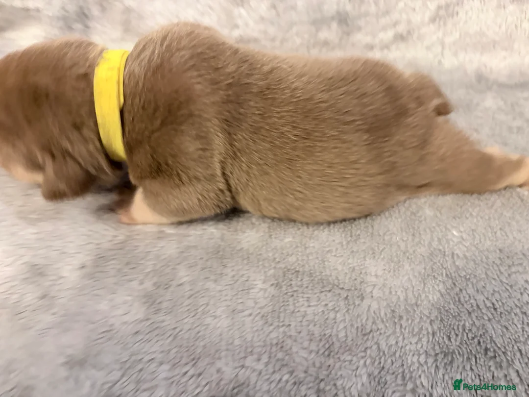 English Bulldog dogs for sale: KC English Bulldog Puppies Exceptional Quality  - Advert 24