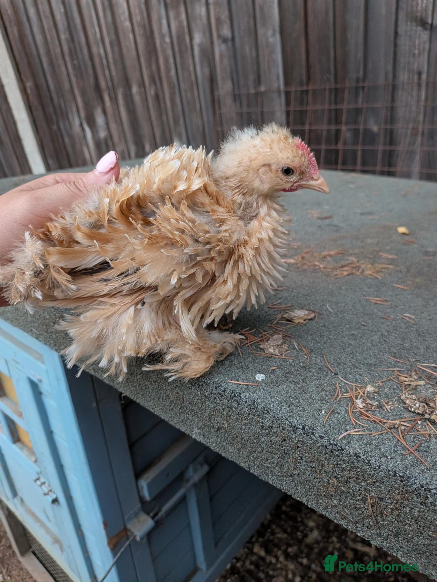 Chickens poultry Pekin cockerels free to good homes  - Advert 14