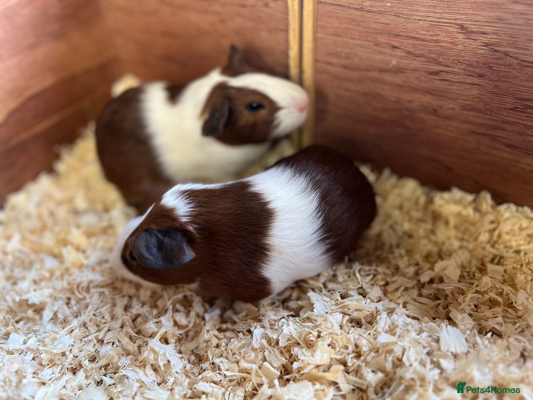 Guinea Pig rodents for sale: Pair of bonded brothers  - Image 8