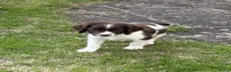 English Springer Spaniel dogs for sale: Very Well Bred Male Springer Spaniels - Advert 11