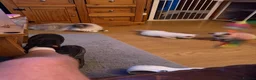 Ragdoll cats for sale: Beautiful ragdoll kittens ready now!! - Advert 5