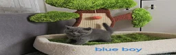 British Shorthair cats for sale: British Shorthair kitten - Advert 16