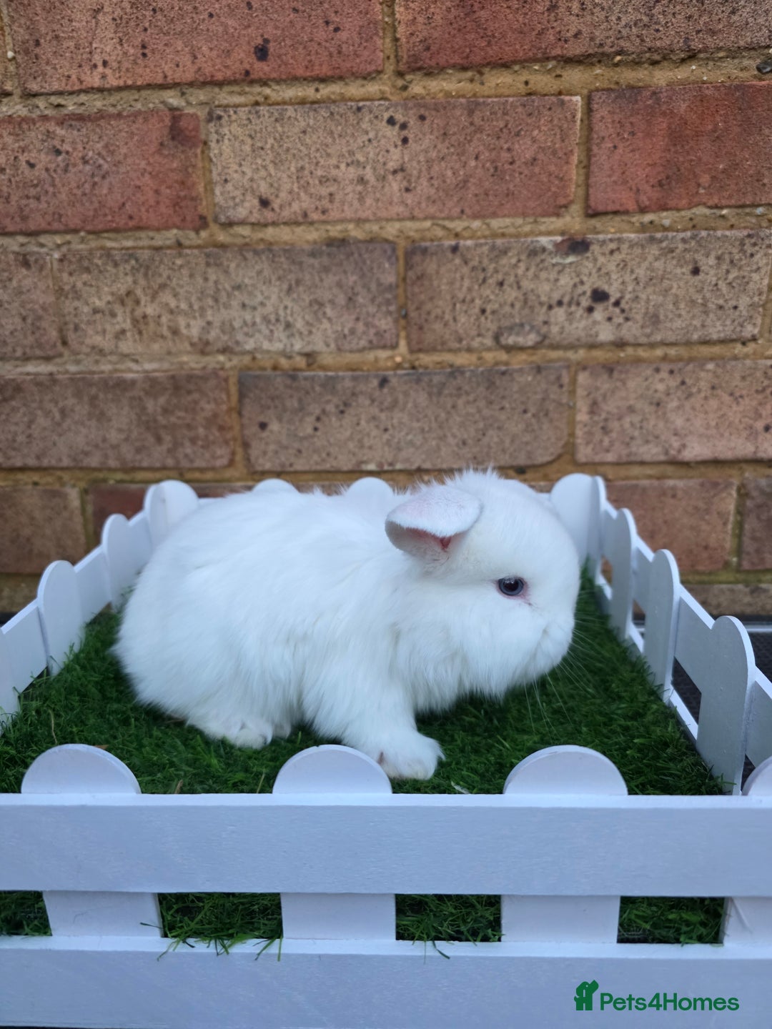 French Lop rabbits for sale: Pure bred French lops - Advert 16