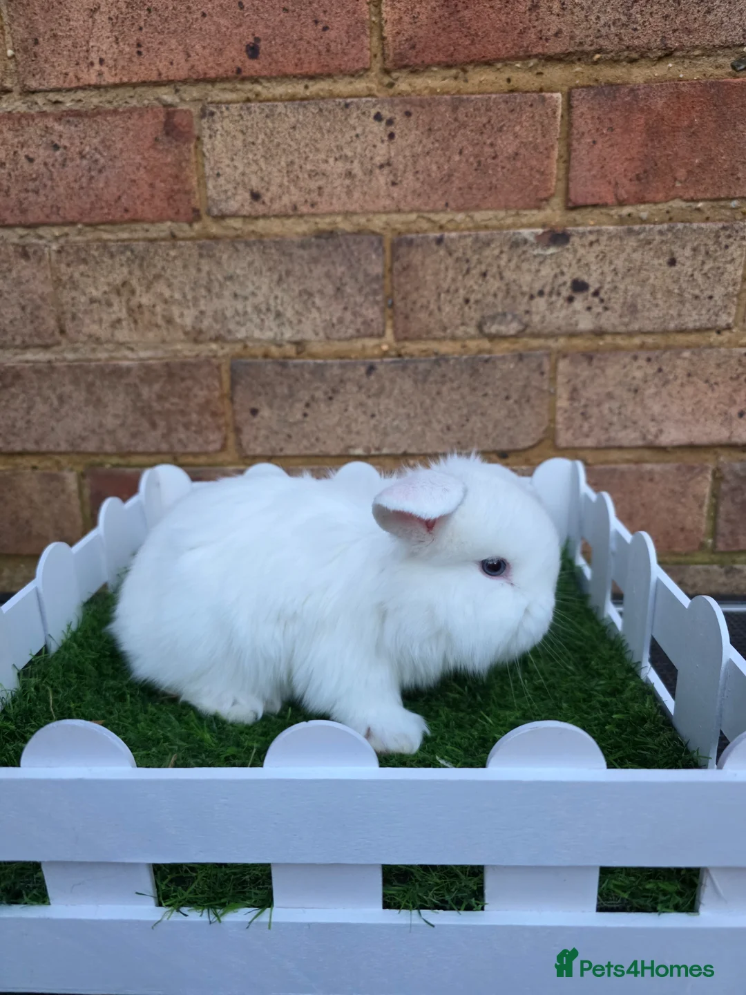 French Lop rabbits for sale: Pure bred French lops - Advert 16