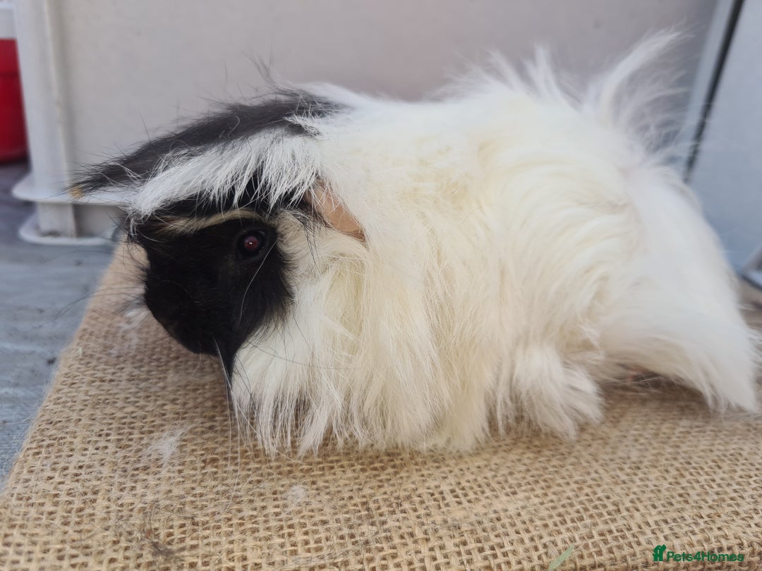 Guinea Pig rodents for sale: 2 peruvians boars brothers in Bourne - Image 2