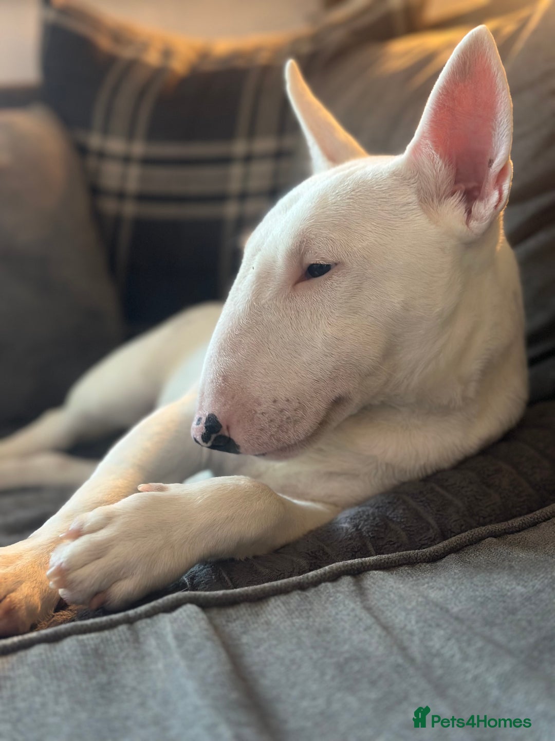 Miniature Bull terrier dogs for sale: Minature bull terrier male puppy - Advert 2