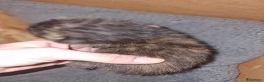 Mixed Breed 2
