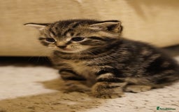 Mixed Breed cats for sale: Mixed breed  - Advert 3