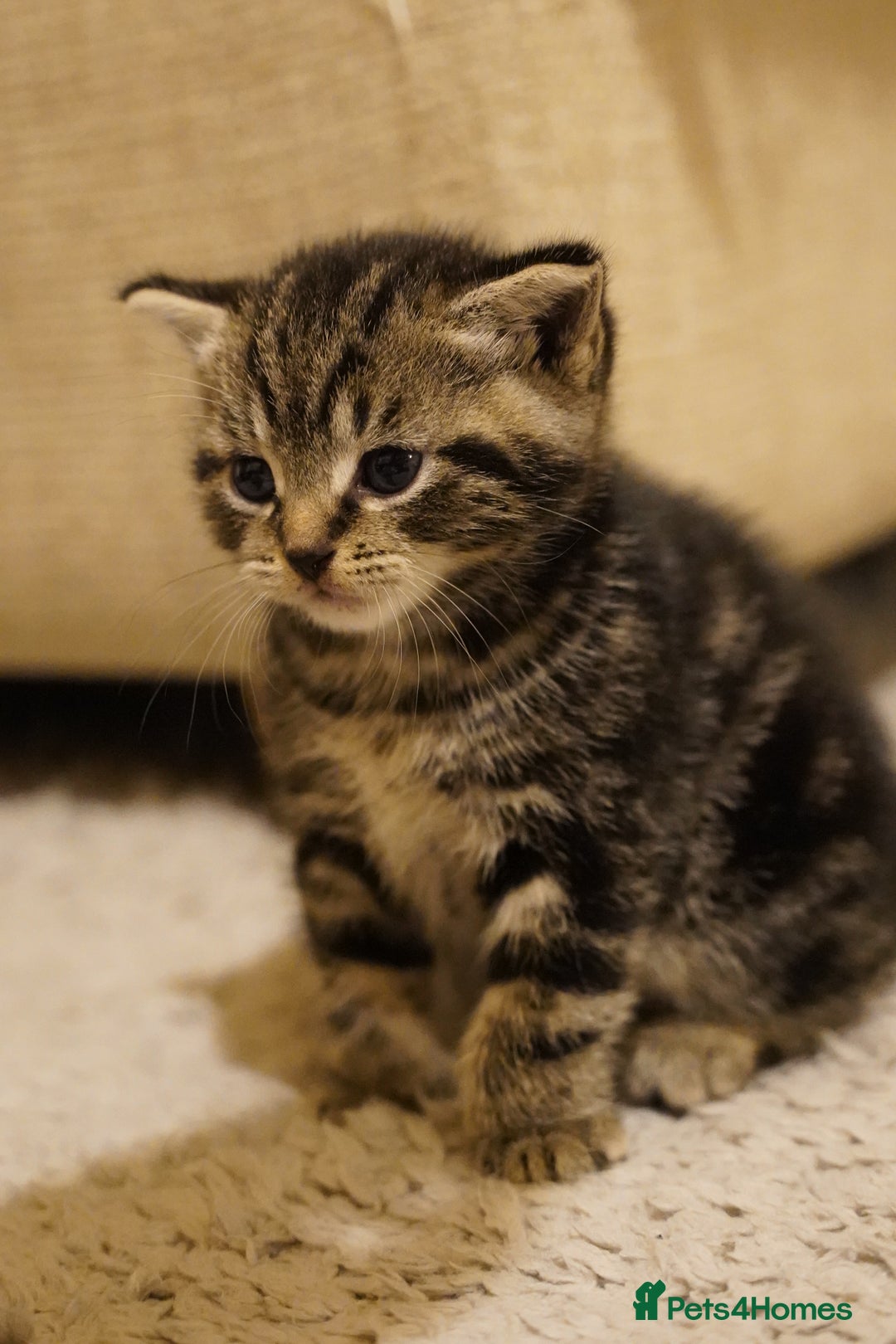 Mixed Breed cats for sale: Mixed breed  - Advert 3