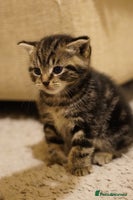 Mixed Breed cats Mixed breed - Advert 5