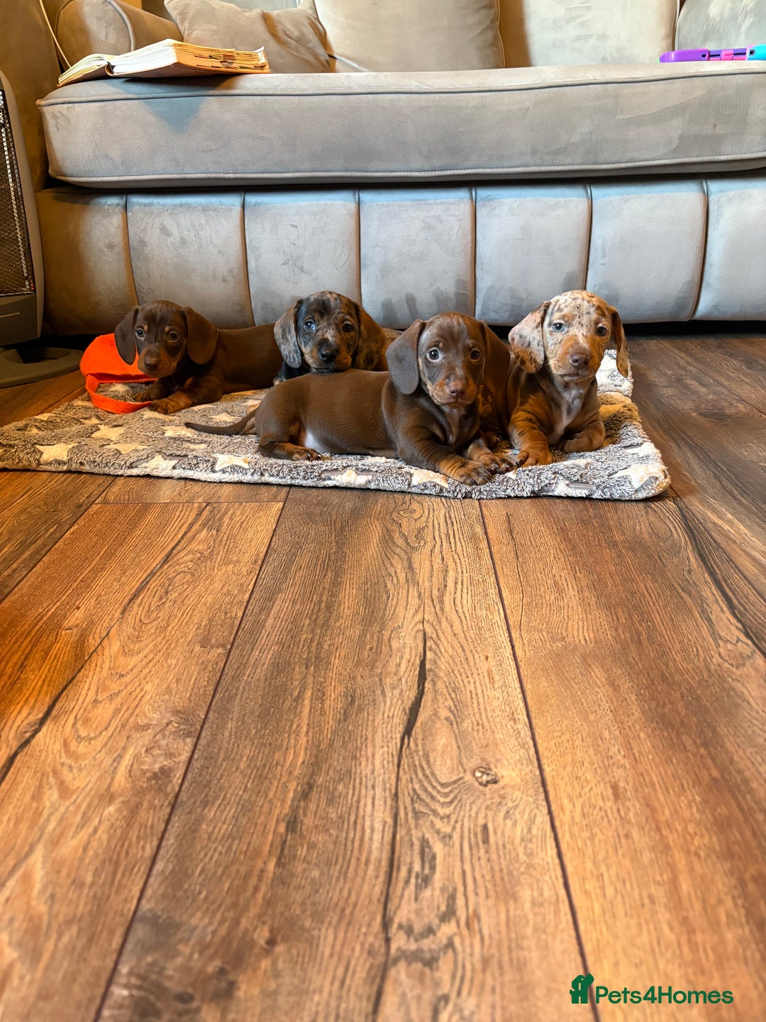 Miniature Dachshund dogs for sale: Quality Miniature Dachshund  - Image 2