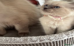 Ragdoll cats for sale: Adorable Ragdoll baby’s  - Image 15