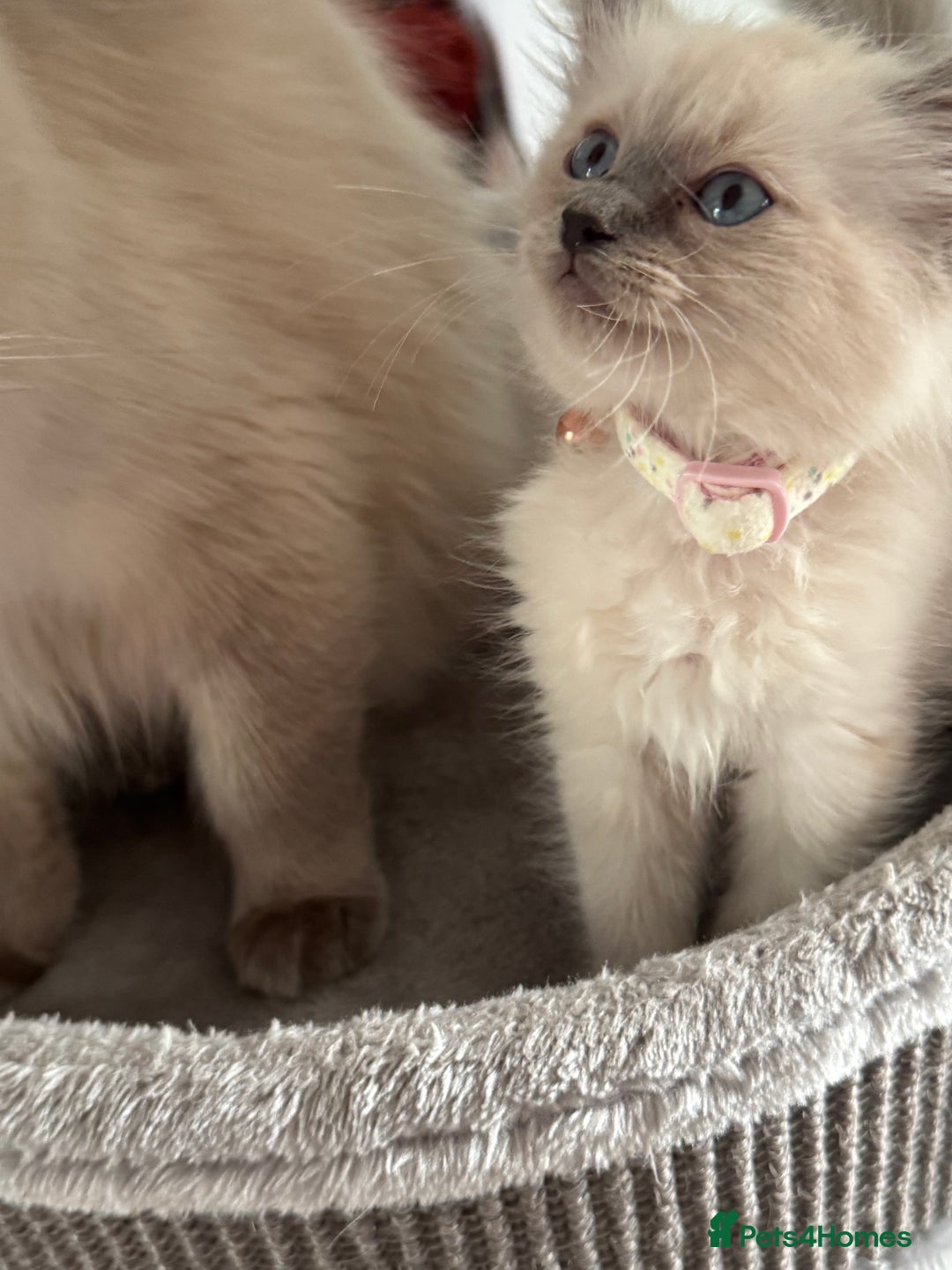 Ragdoll cats for sale: Adorable Ragdoll baby’s  - Image 15