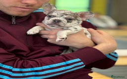 French Bulldog dogs for sale: French bulldog puppies health clear last boy in Hastings - Image 5