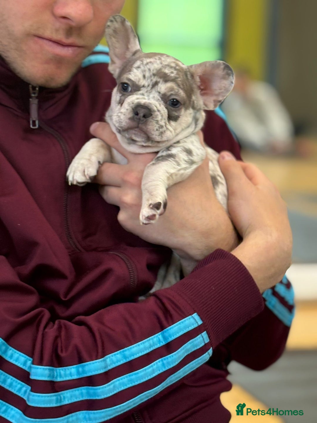 French Bulldog dogs for sale: French bulldog puppies health clear last boy in Hastings - Image 5