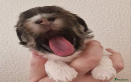 Havanese dogs for sale: Stunning KC Registered Havenese babies available.  - Image 5