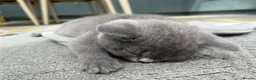 British Shorthair cats for sale: 4 Gorgeous BSH Kittens are ready - Advert 4