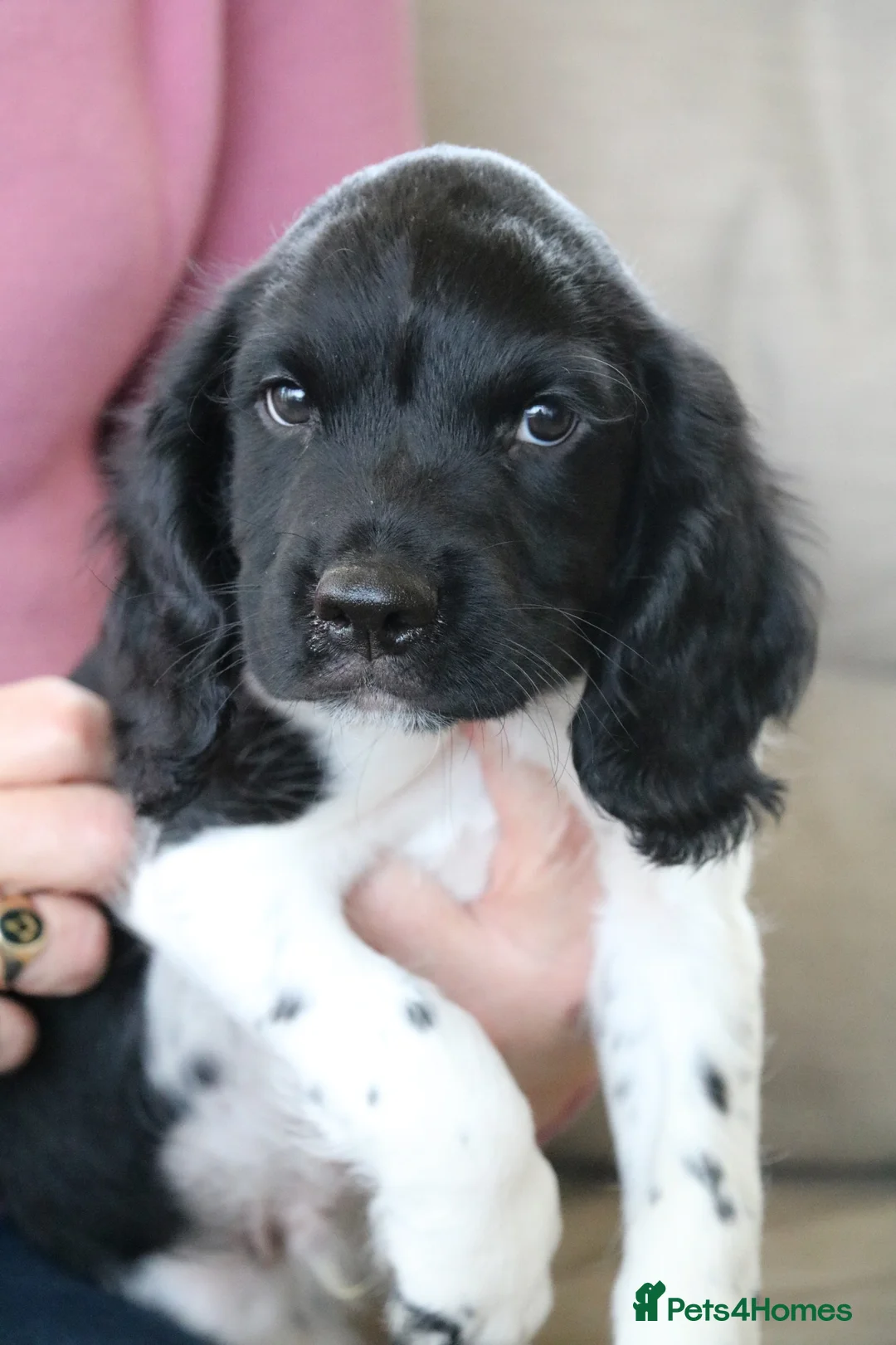 English Springer Spaniel dogs for sale: Health Tested English Springer Spaniel Puppies - Advert 2