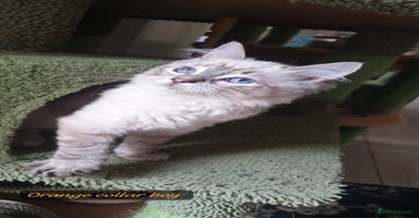 Ragdoll cats Beautiful GCCF Registered Lynx Ragdoll Kitten. - Advert 3