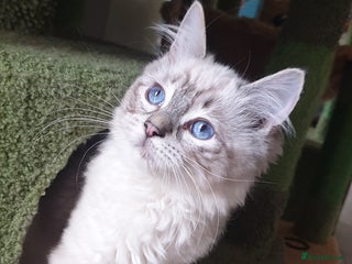 Ragdoll cats Beautiful GCCF Registered Lynx Ragdoll Kitten. - Advert 8