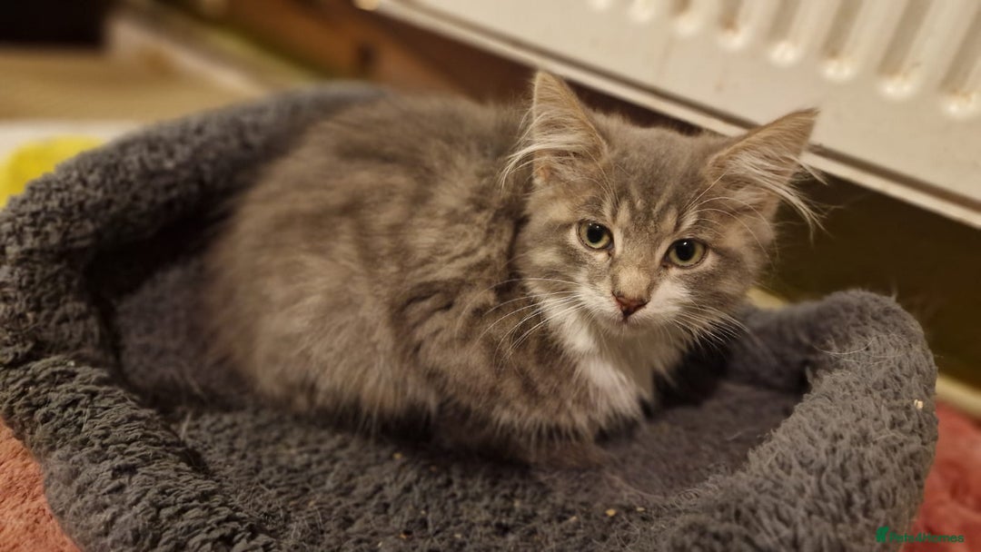 Mixed Breed cats for sale: kittens for sale - Image 1