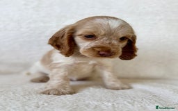 Cocker Spaniel dogs for sale: Show cockers kc registered simbawood lines - Image 9