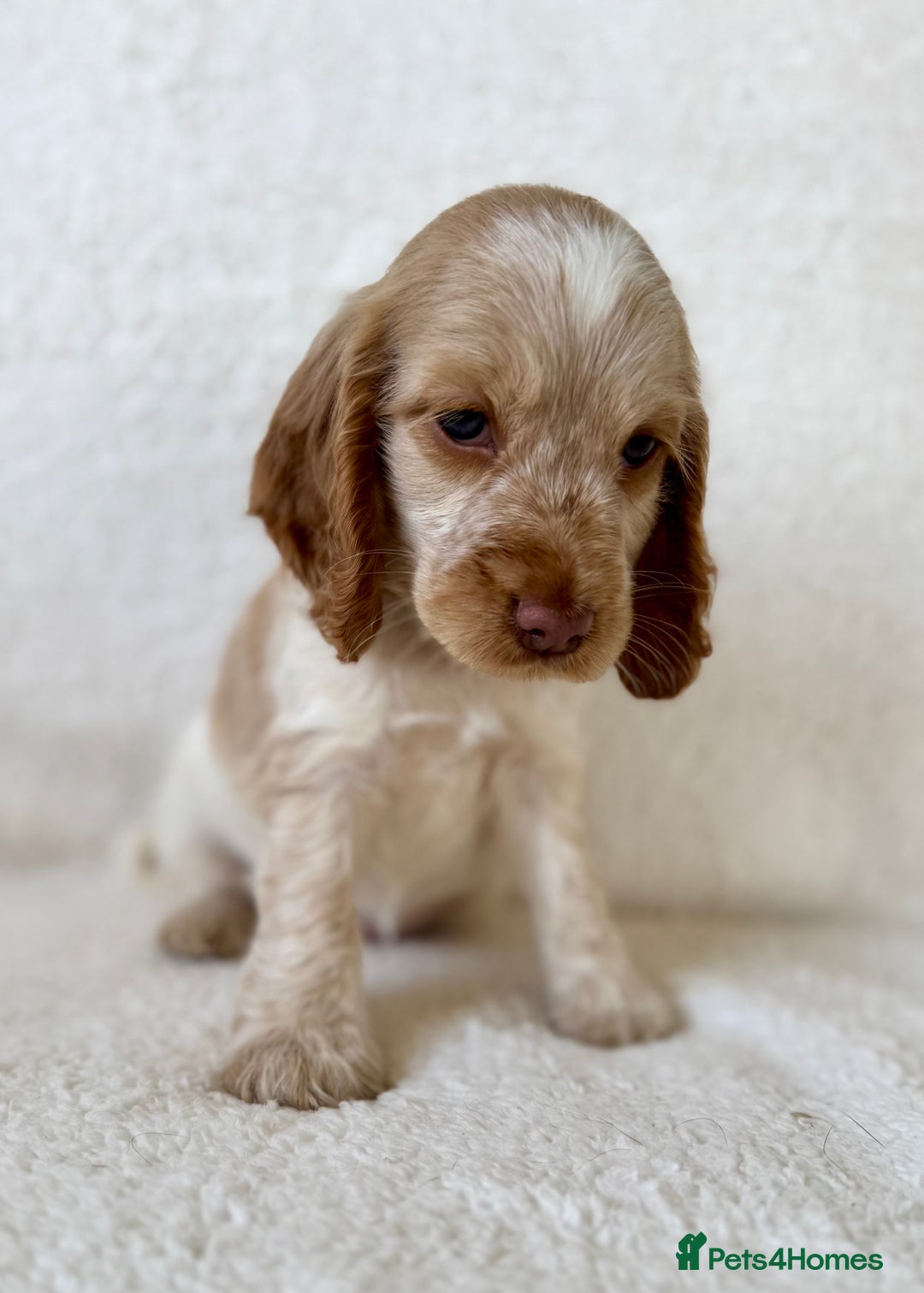 Cocker Spaniel dogs for sale: Show cockers kc registered simbawood lines - Image 9