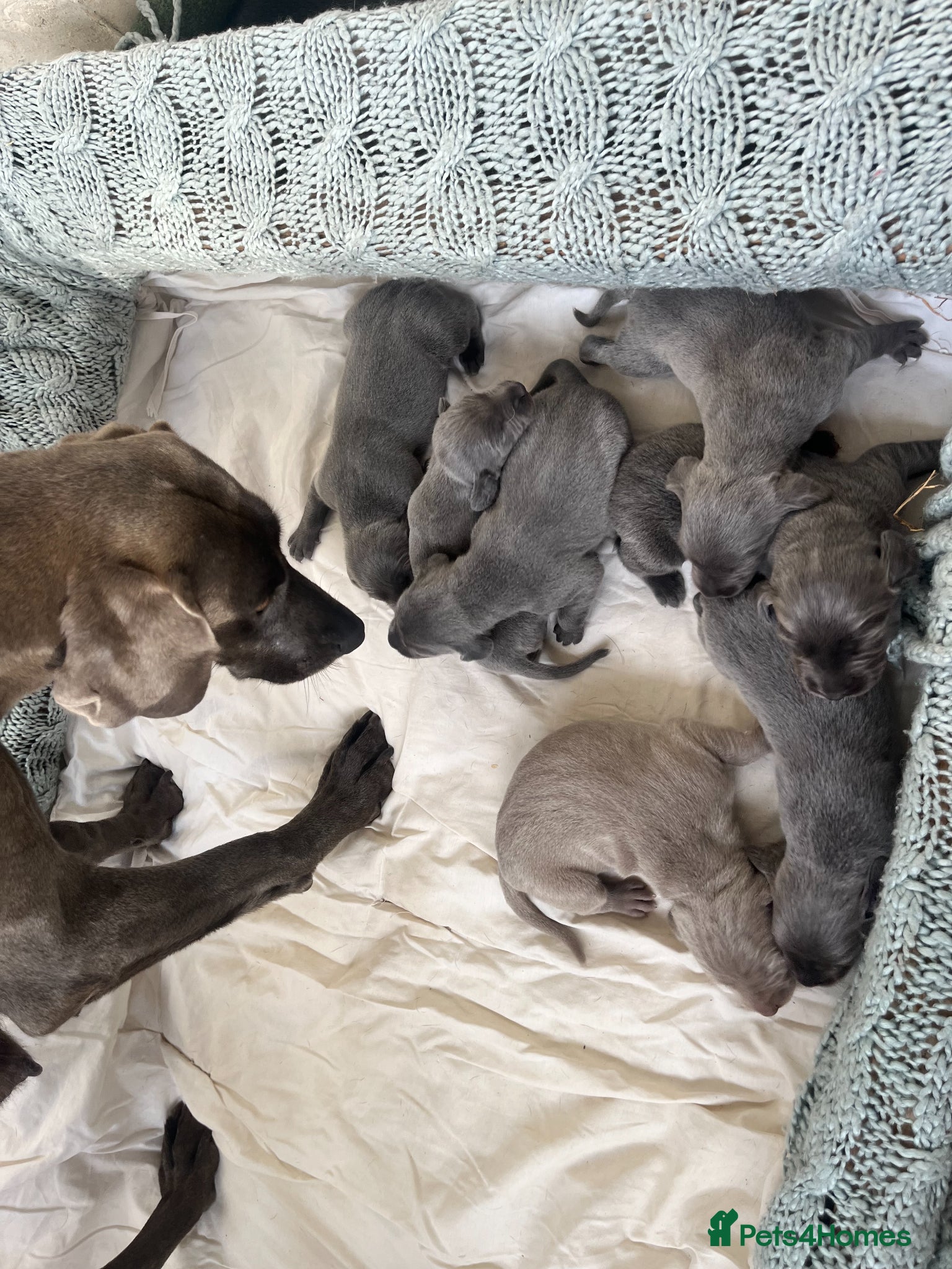 Weimaraner dogs for sale: BLUE and SILVER Purebred pups from KC reg Weims - Advert 18