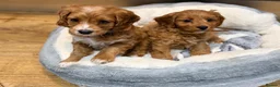 Cavapoo dogs for sale: F1 Toy Cavapoo’s  - Advert 5