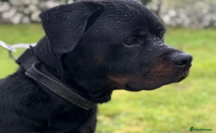 Rottweiler dogs - Advert 1