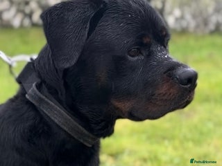 Rottweiler dogs - Advert 4