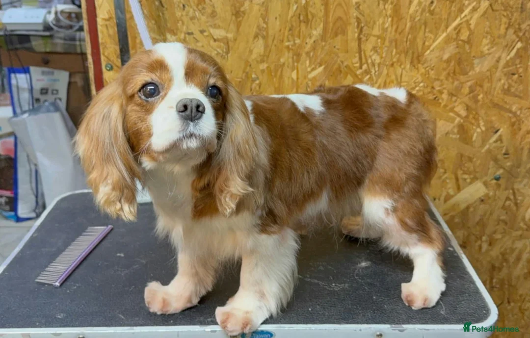 Cavalier King Charles Spaniel dogs for adoption: 🐾 GIGI – Female Cavalier King Charles Spaniel 🐾 in West Malling - Advert 3