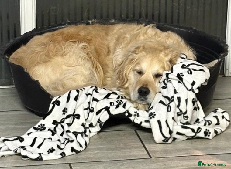 Golden Retriever dogs 2 Lovely males Looking for Their Forever Homes - Advert 8