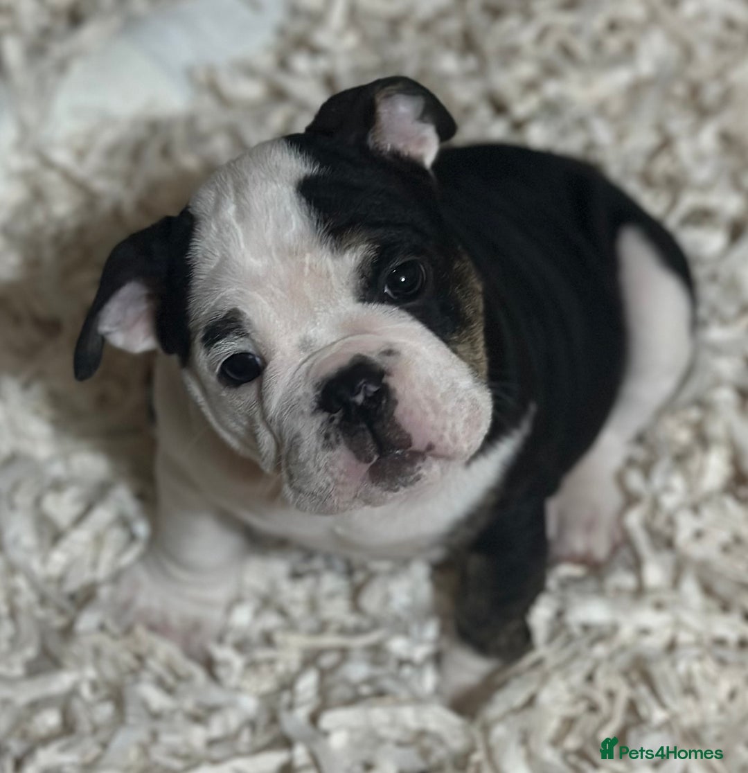 English Bulldog dogs for sale: 🌟Ready Now!🌟 - Advert 6